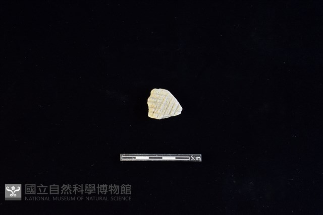 陶片藏品圖，第1張