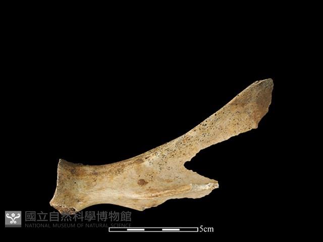 豬骨藏品圖，第2張