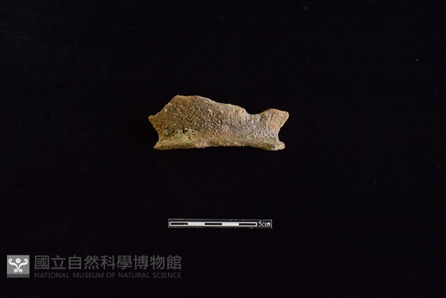 陶罐藏品圖，第1張