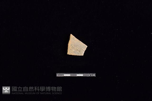 陶片藏品圖，第1張