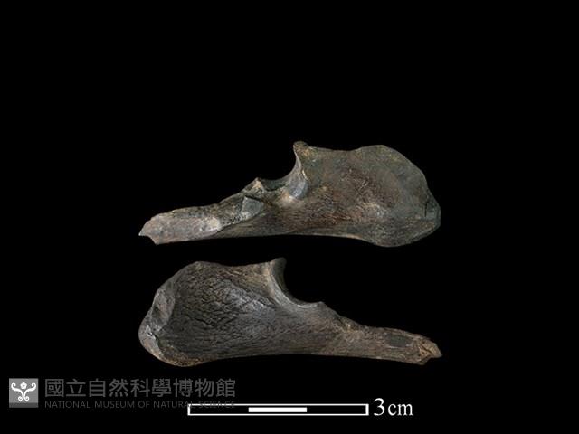 山羌骨藏品圖，第1張