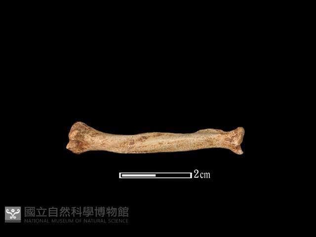 水獺骨藏品圖，第1張