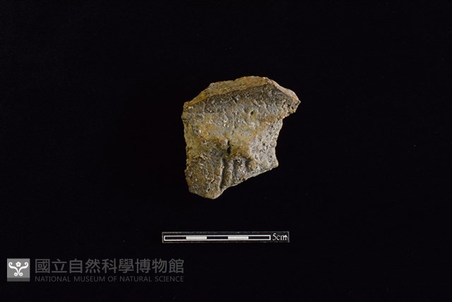 陶片藏品圖，第1張