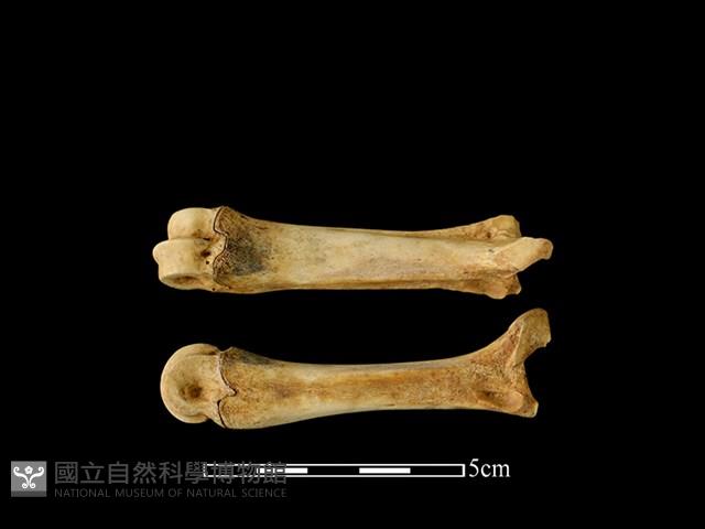 豬骨藏品圖，第1張