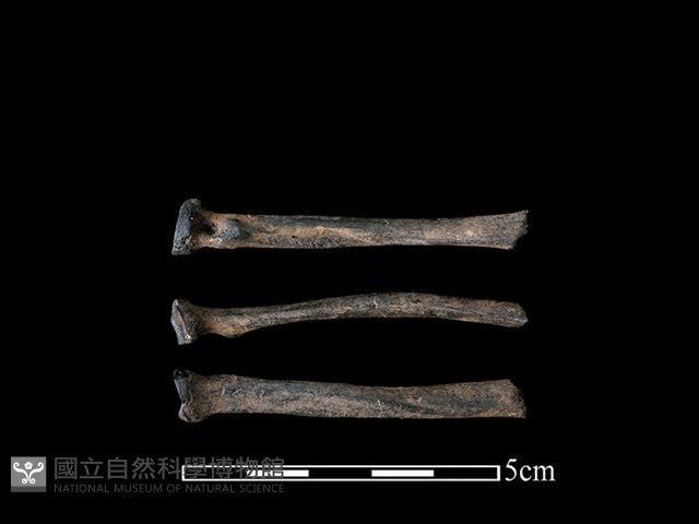 狗獾骨藏品圖，第1張