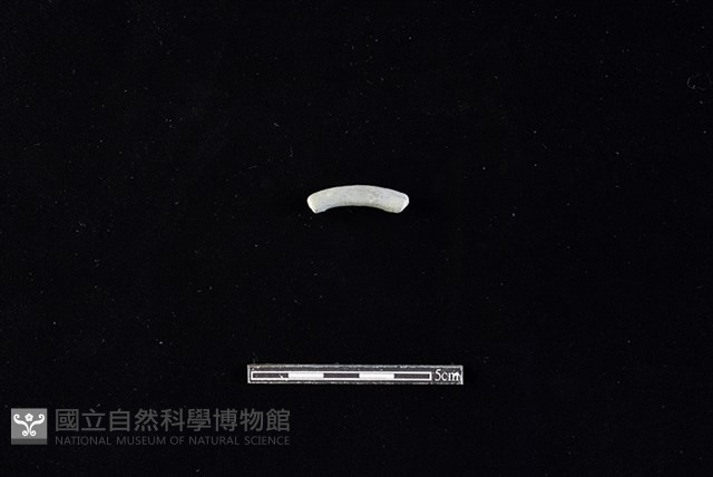 陶環藏品圖，第1張