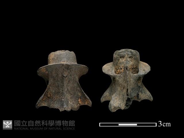 獐骨藏品圖，第2張