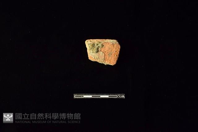 陶罐藏品圖，第1張