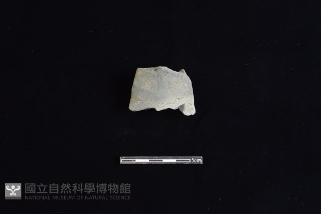 陶片藏品圖，第1張