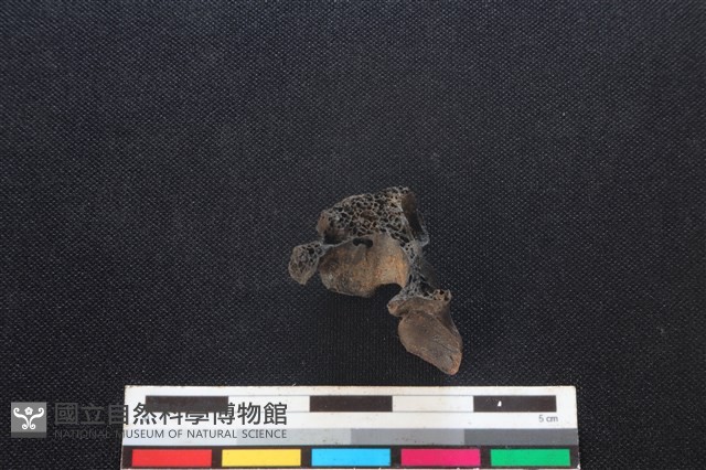 鹿科骨藏品圖，第1張