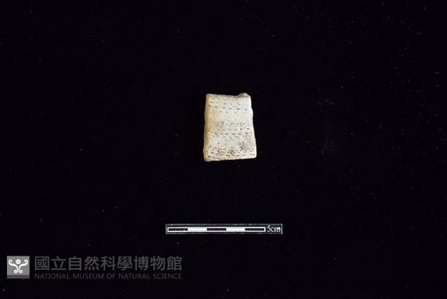 陶片藏品圖，第1張