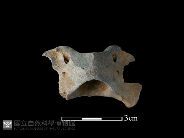 鹿科骨藏品圖，第2張