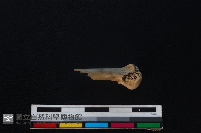環頸雉骨藏品圖，第1張
