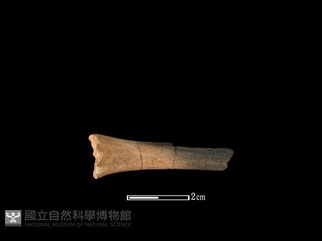 獐骨藏品圖，第1張