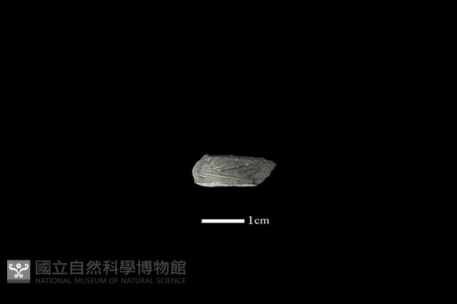 陶環藏品圖，第1張