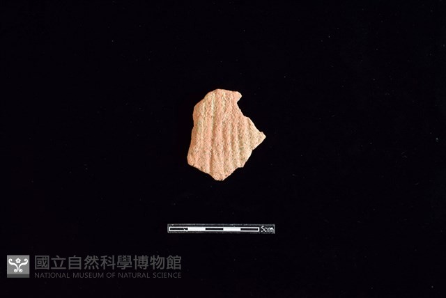 陶片藏品圖，第1張
