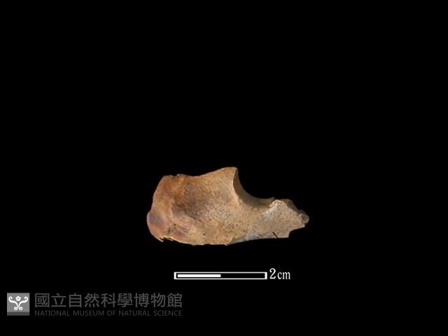 獐骨藏品圖，第1張