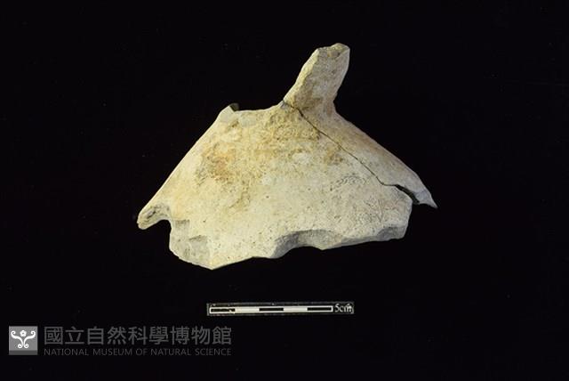 陶片藏品圖，第1張