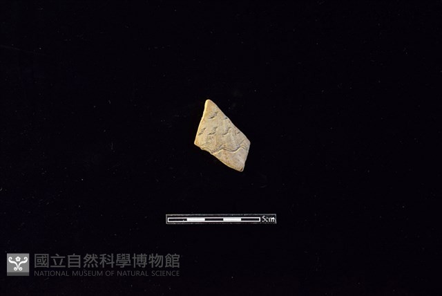 陶片藏品圖，第1張