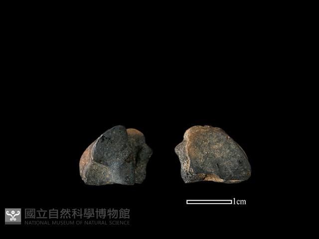 梅花鹿骨藏品圖，第1張