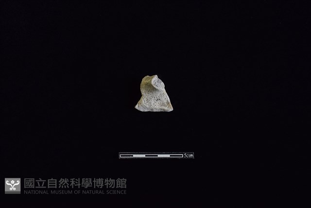 陶蓋鈕藏品圖，第1張
