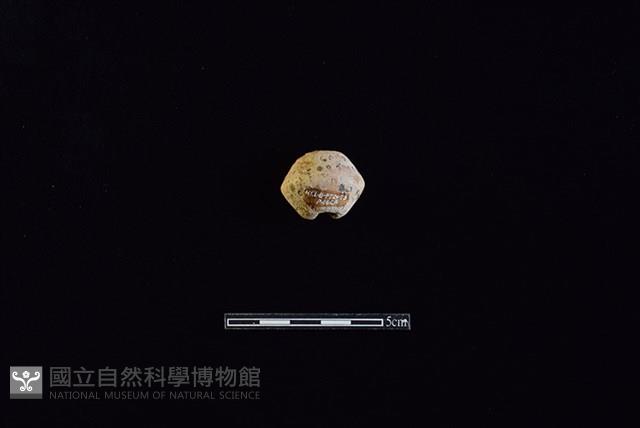 陶紡輪藏品圖，第1張