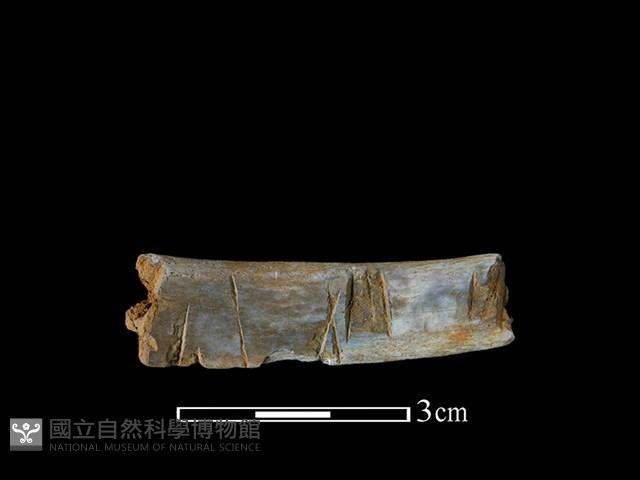 豬骨藏品圖，第1張