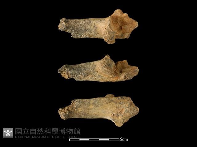 梅花鹿骨藏品圖，第1張