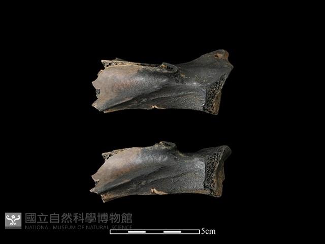 梅花鹿骨藏品圖，第1張