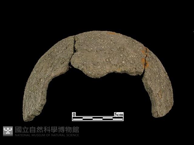 陶缽藏品圖，第1張