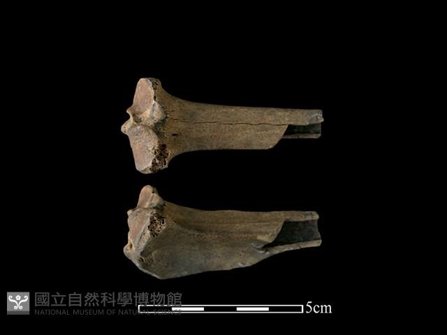 山羌骨藏品圖，第1張