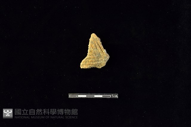 陶片藏品圖，第1張
