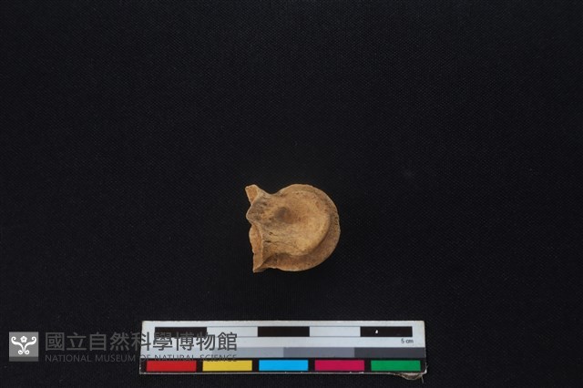 梅花鹿骨藏品圖，第1張