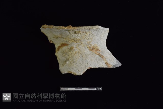 陶罐藏品圖，第1張