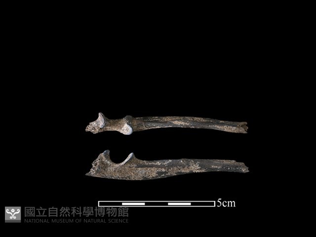 狗獾骨藏品圖，第1張
