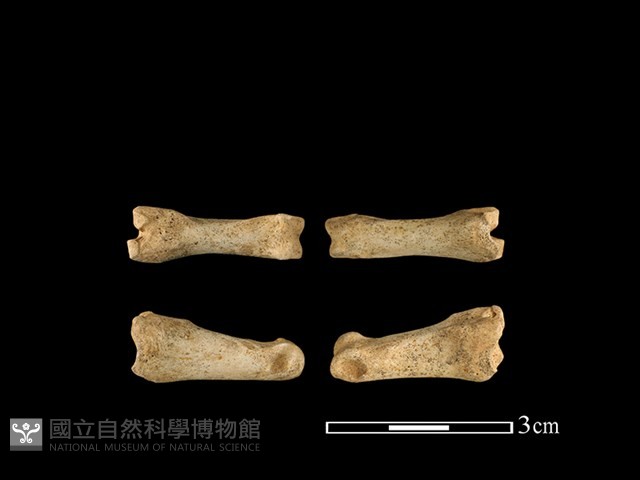 獐骨藏品圖，第1張