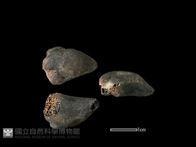 獐骨藏品圖，第1張