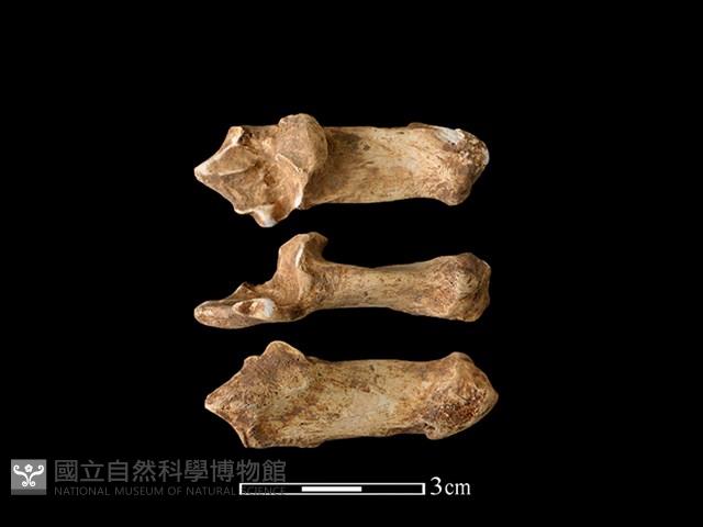 獐骨藏品圖，第1張