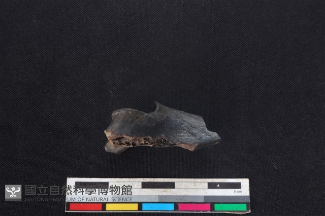 山羌骨藏品圖，第1張