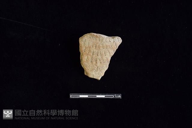 陶片藏品圖，第1張