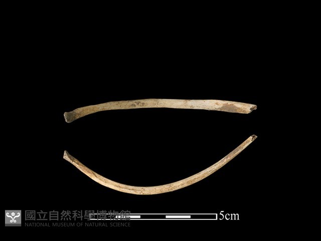 狗獾骨藏品圖，第1張