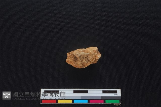 梅花鹿骨藏品圖，第1張