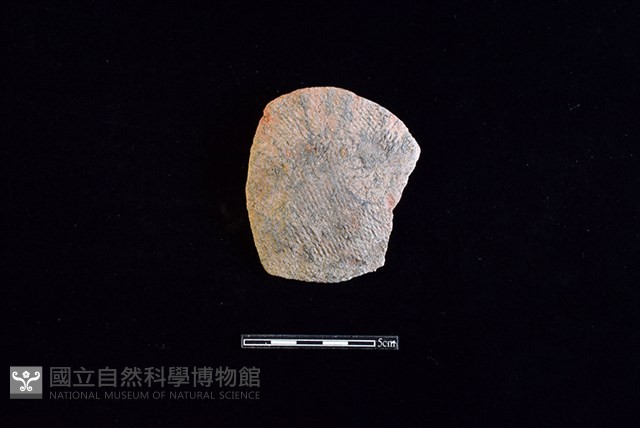 陶片藏品圖，第1張