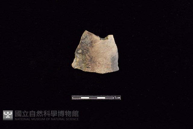 陶片藏品圖，第1張