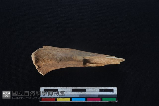 山羌骨藏品圖，第1張