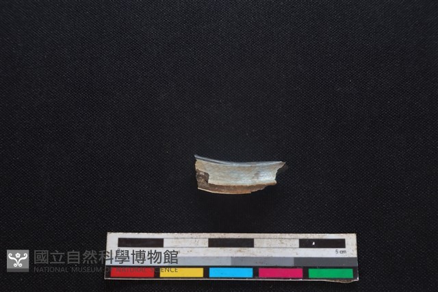 豬骨藏品圖，第1張