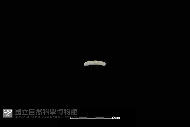 陶環藏品圖，第1張