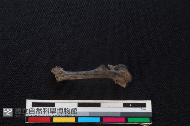 環頸雉骨藏品圖，第1張