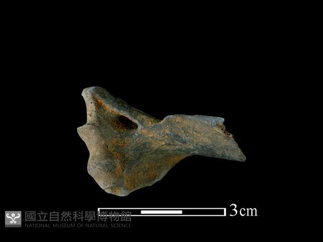 穿山甲骨藏品圖，第1張