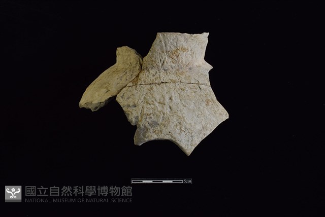 陶罐藏品圖，第1張